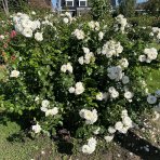 Ruža mnohokvetá (Rosa floribunda) 'ICEBERG – FÉE DES NEIGES’® - výška 20-30 cm, kont. C2L